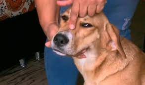 Princesse, le premier animal à subir une rhinoplastie